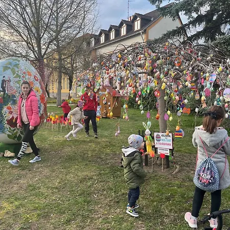 Cedrus * 陶波尔曹