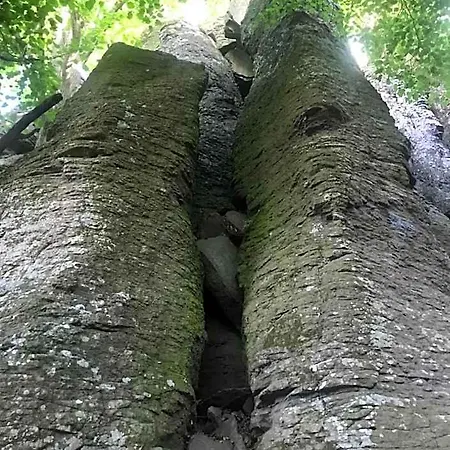 Cedrus شقة *